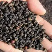 Black Pepper / Black Piper Nigrum