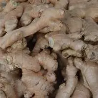 Ginger