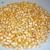 Yellow Corn