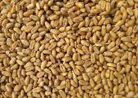 Wheat