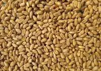 Wheat