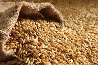 Barley