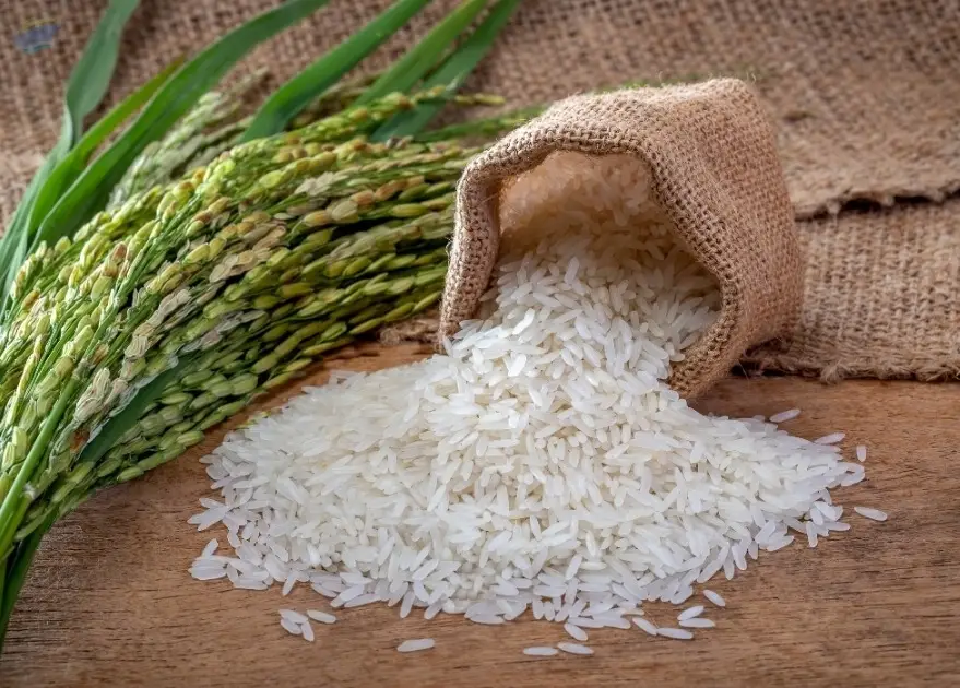 Rice