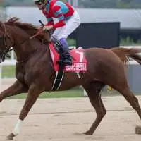 Horse Track Sand
