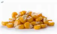 Yellow Corn Gmo