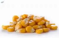 Yellow Corn Non Gmo