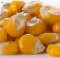 Yellow Corn Animal Feed (GMO or NON-GMO)