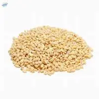 Barley