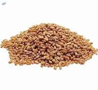Wheat