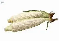 White Corn