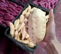 Cilembu Sweet Potato, Royal Sweet Potato