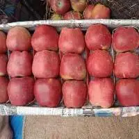 Kashmiri Apples