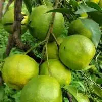 Nagpur Oranges