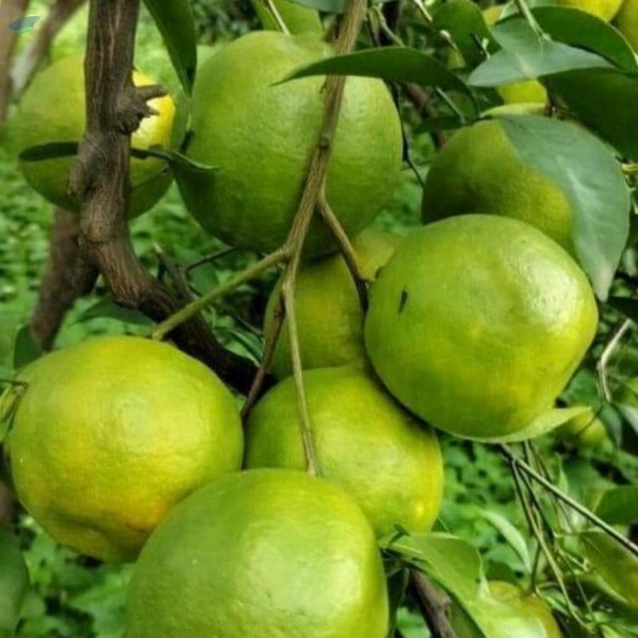 Nagpur Oranges by Markcelore Impex International Pvt. Ltd.. Supplier from India. Product Id 1356153.