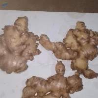 Ginger