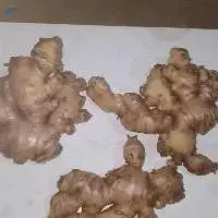 Ginger