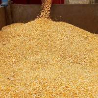Yellow Corn