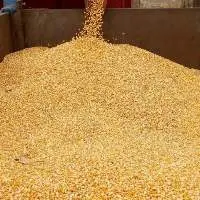 Yellow Corn