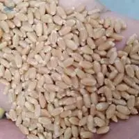 Wheat (A Grade)