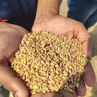 Rejected Wheat (Animal Feed)