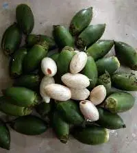Dried Young Betel Nut / Areca Nut