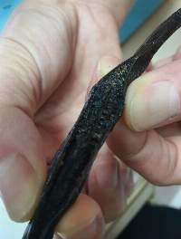 Vanilla Beans / Vanilla Pods