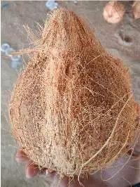 Coconut Semi Husked