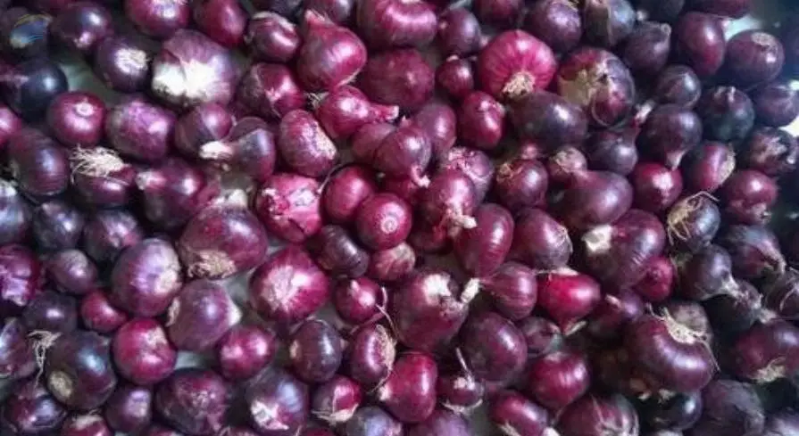 Rose Onion