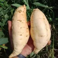 Sweet Potato