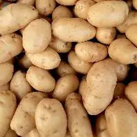 Potato