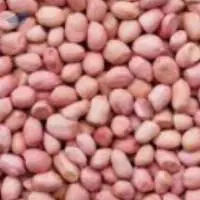 Groundnut