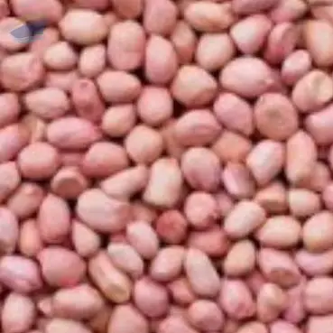Groundnut