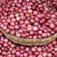 Onion