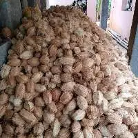 Coconut