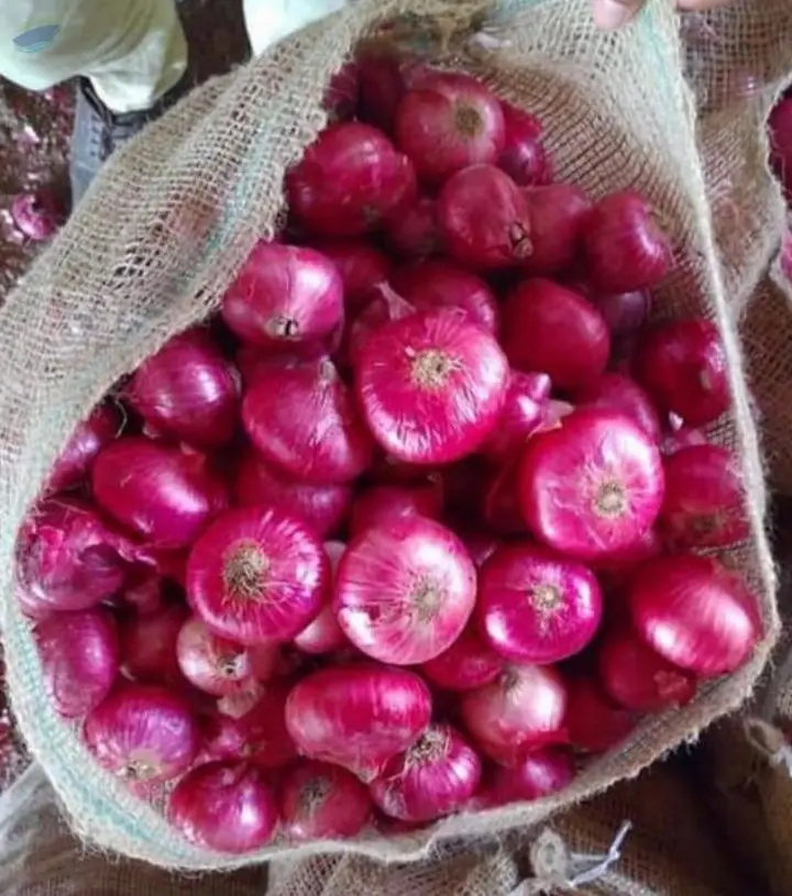 Indian Red Onion