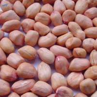 Ground Nut