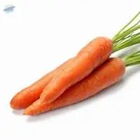 Carrot
