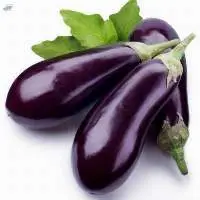 Brinjal