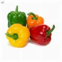 Capsicum
