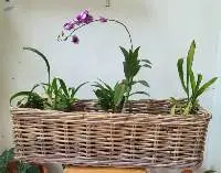 Plant Basket