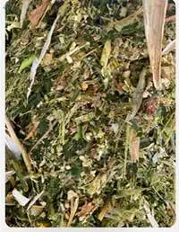 Corn Silage