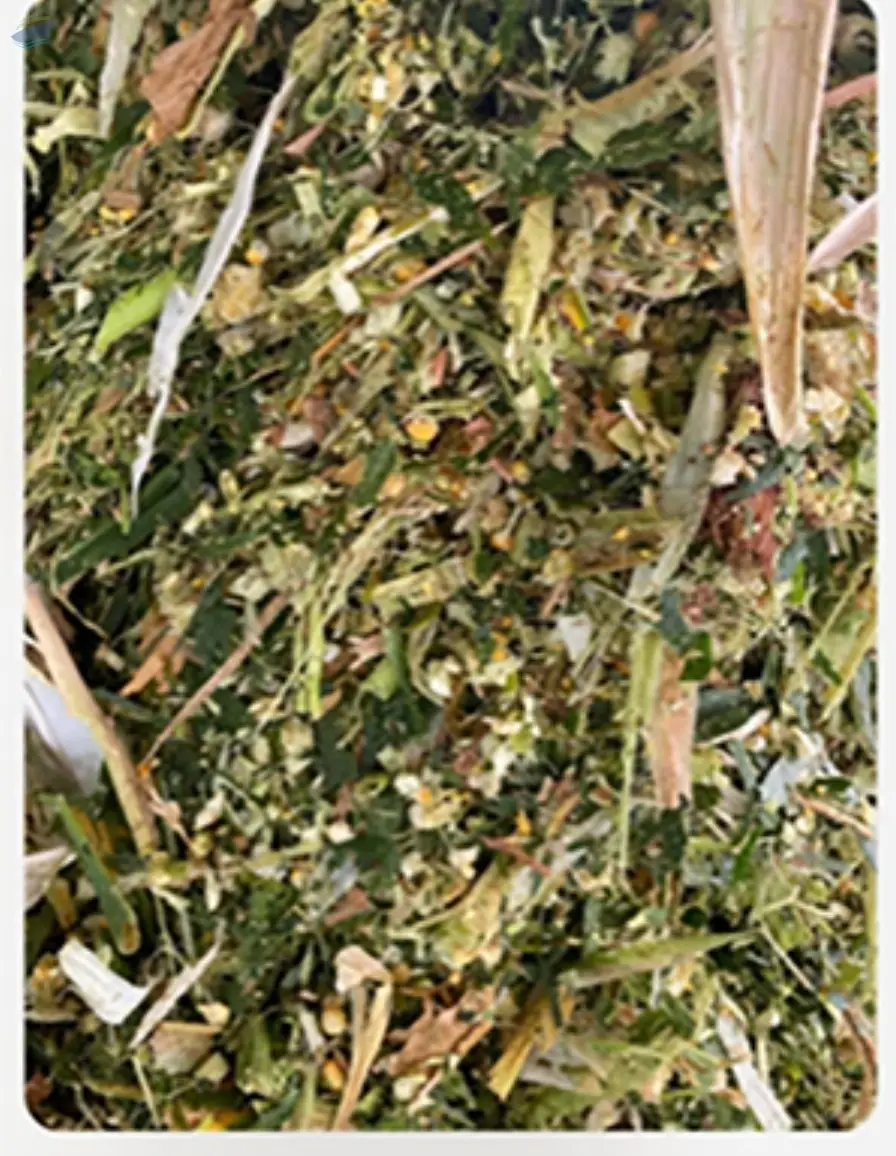 Corn Silage