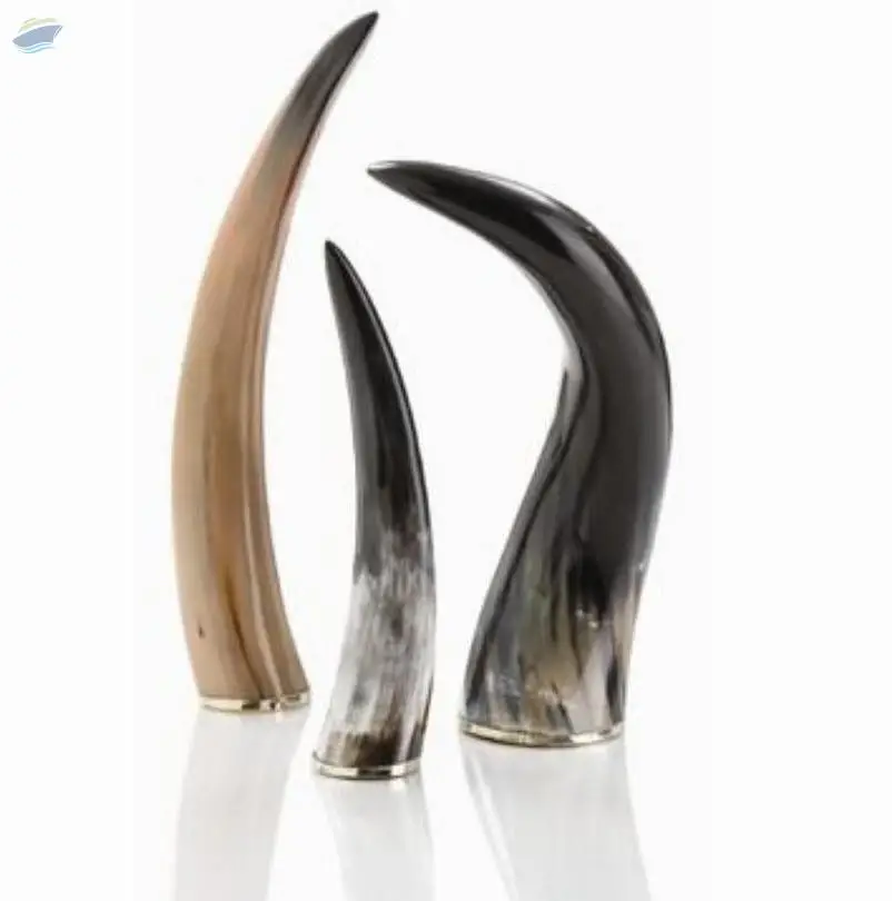 Buffalo Horn
