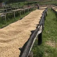 Green Coffee Bean Robusta