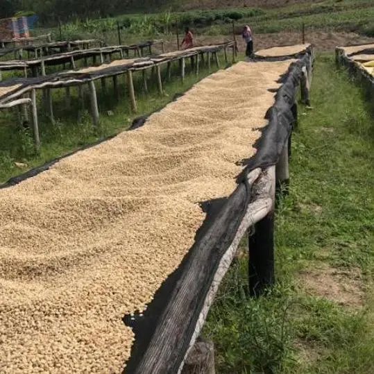 Green Coffee Bean Robusta