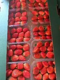 Fresh Strawberry