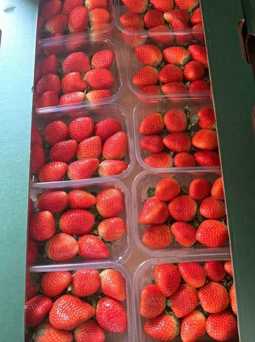 Fresh Strawberry
