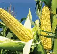 Yellow Corn Non - GMO / GMO