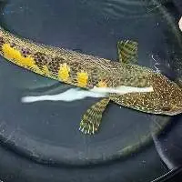 Channa Aurantimaculata Fish