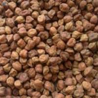 Kala Chana